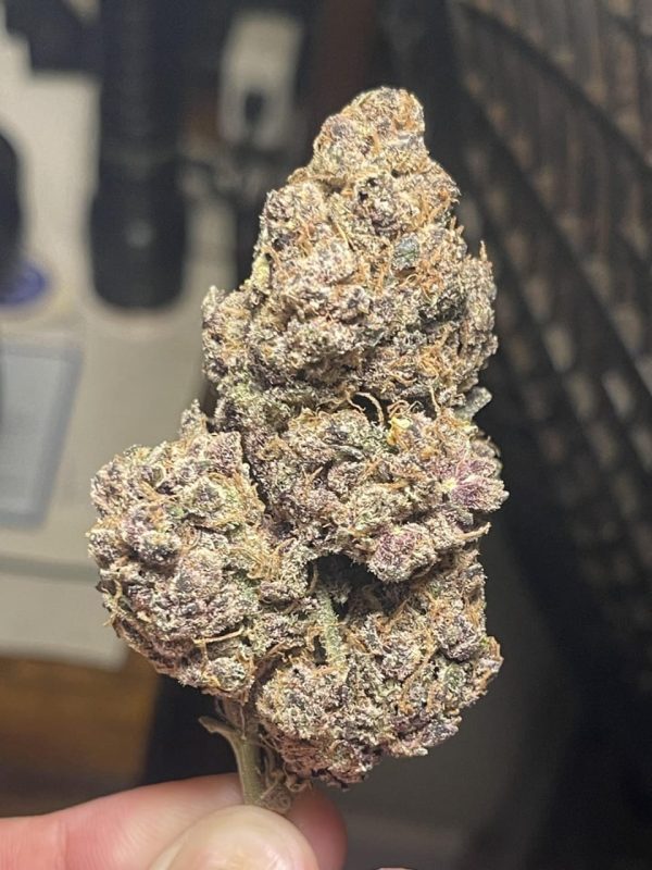 Buy bubblegum runtz legale