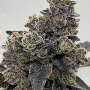 Buy White Cheetoz Strain Italia