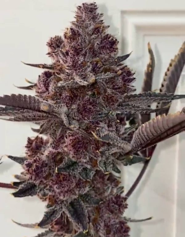 Buy Tropicana Cherry semi cannabis Italia