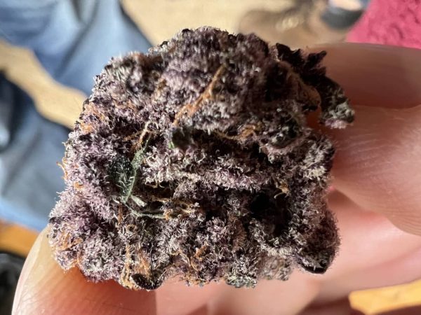Buy Tropicana Cherry Strain - Image 5
