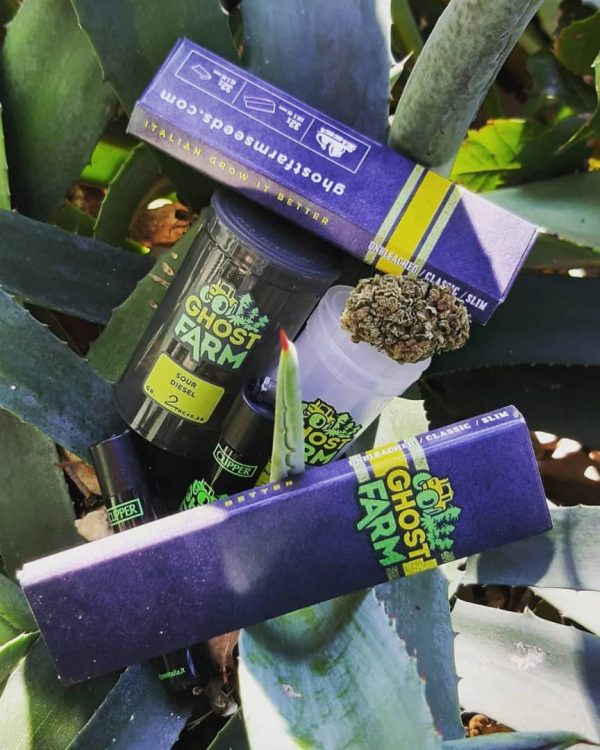 Buy Ghost Farm Family semi cannabis Italia