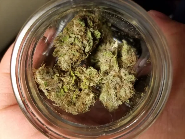Buy Kool Aid Strain - Image 4