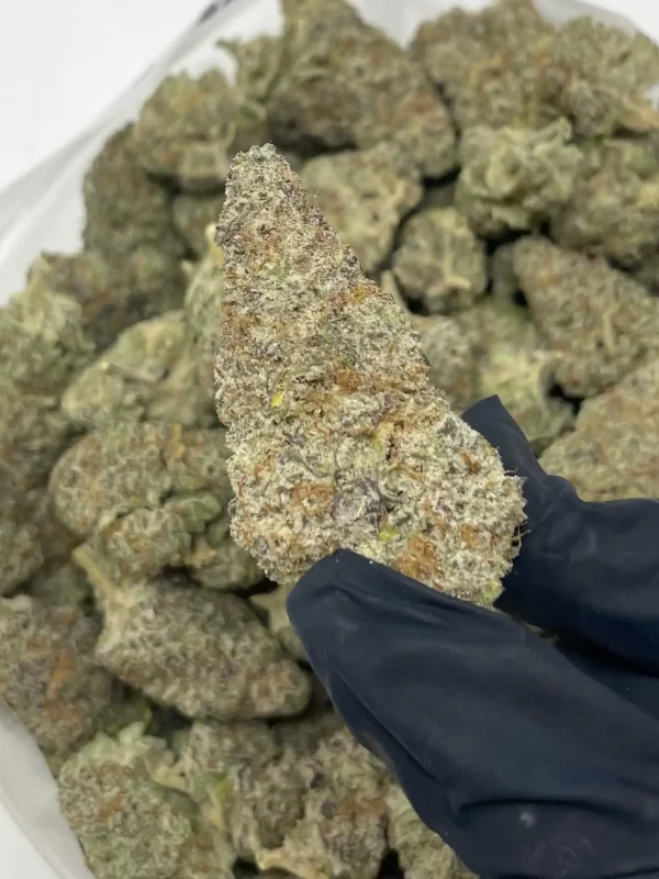 Buy Mac Doughnut strain Italia