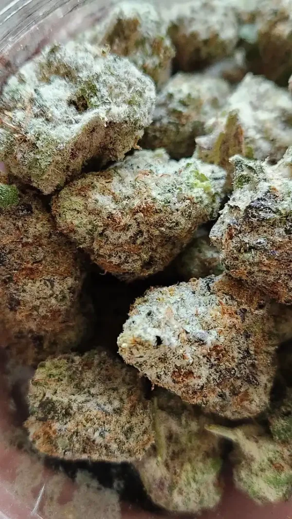 Buy Mac Doughnut Strain - immagine 3