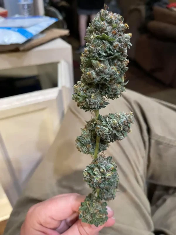 Buy Cannabis Pineapple Express Light