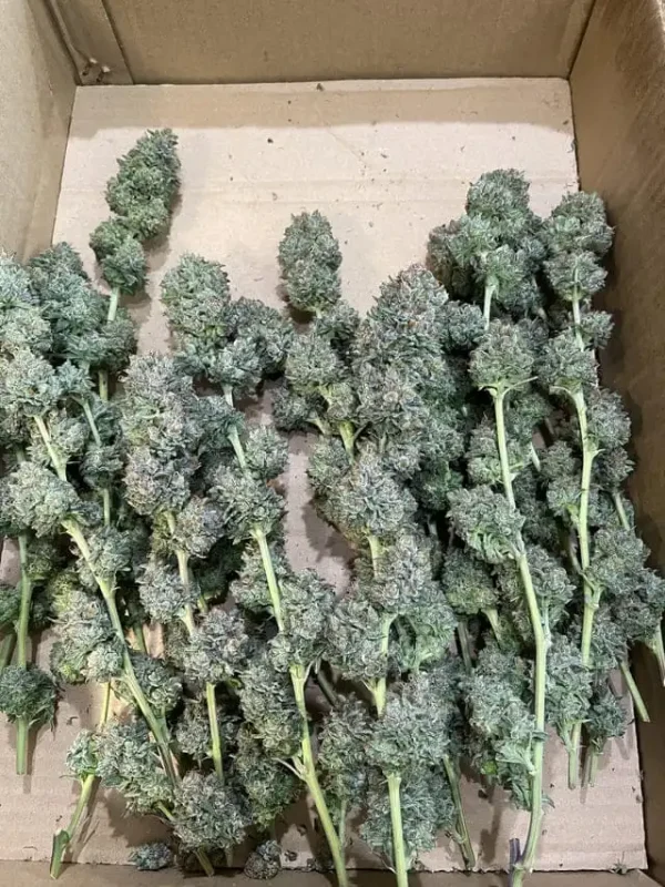 Buy Pineapple Express Strain - immagine 3