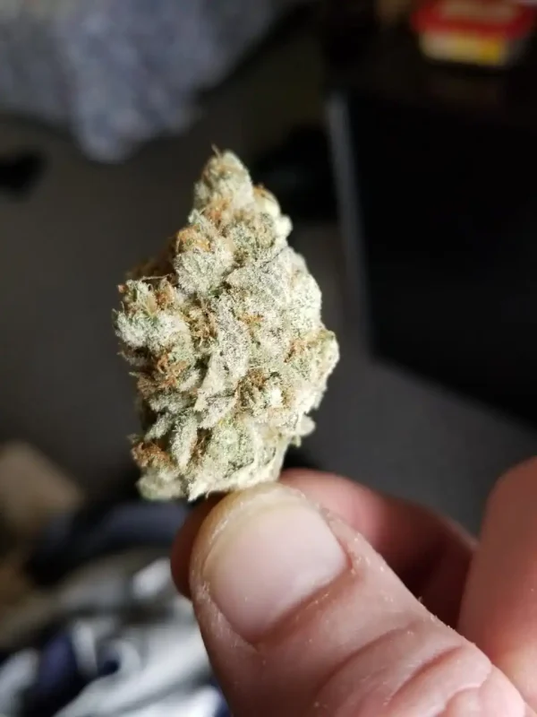 Buy Pink Starburst Strain - Image 3